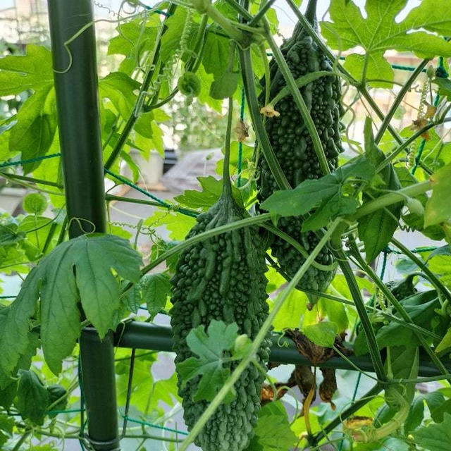 6月28日のバルコニー菜園　順調だけどトマトに虫が！！！