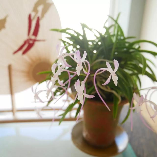 フウラン(富貴蘭)桃源の花2022