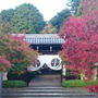 ウォーキング｜京都長岡京の粟生光明寺の紅葉レポ