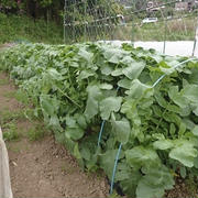 GWイベント☆親子で収穫体験タマネギ☆葉山農園（5月上旬）