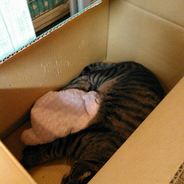 ちょっと体調が…
