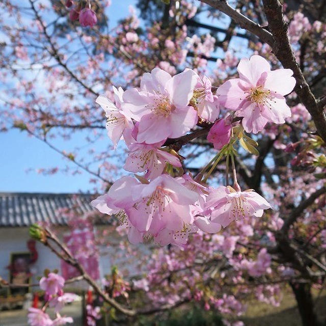 小田原城の桜