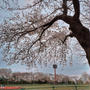 東京は桜、満開！