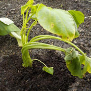 さつまいも紅はるかの植え付け・庭仕事