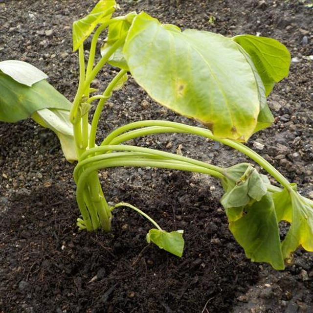さつまいも紅はるかの植え付け・庭仕事