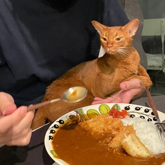 予定変更で、レトルトカレーの夜ごはんと、お膝ひめちゃんのガン見と甘ぼくちん