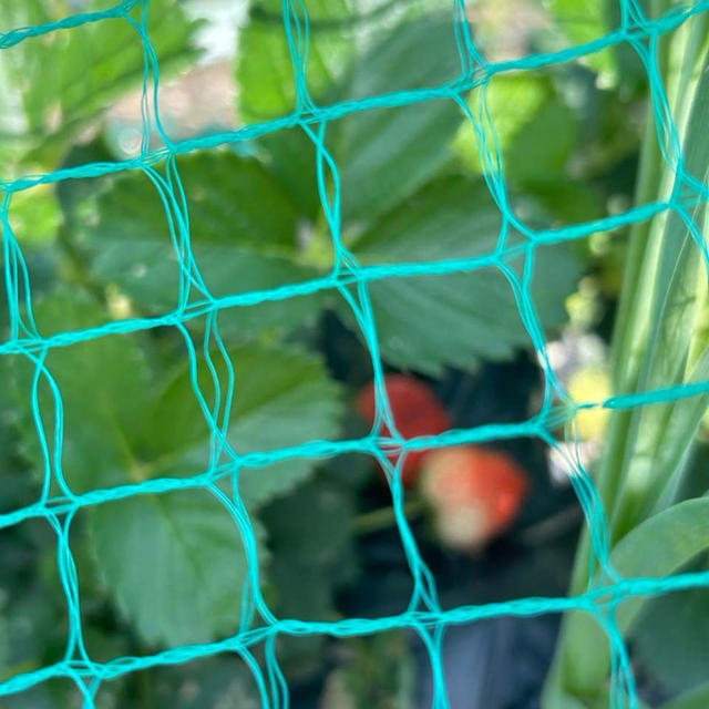 今日も夏野菜定植