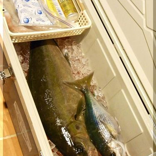 ◆久しぶりに、大物カンパチ〜アオダイもいたよ♪