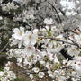 小田原の桜花漬けであんぱん〜♩