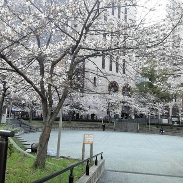 高層ビルと桜