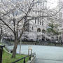 高層ビルと桜