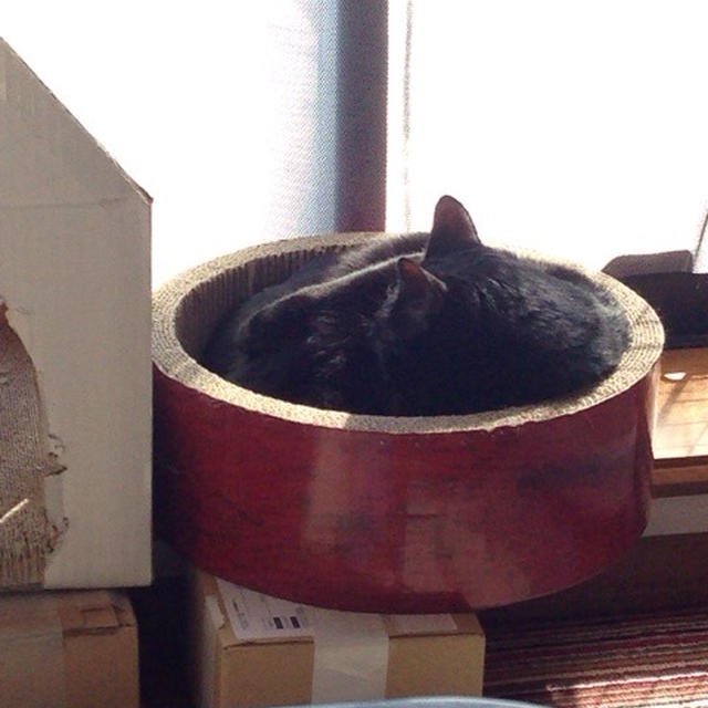【小梅・さくら・桃之介通信】お日様のあたるガリガリサークル