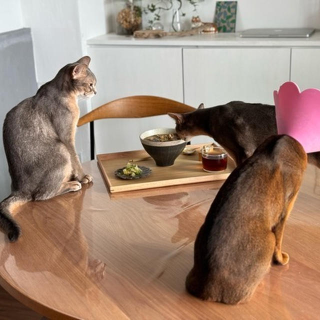 おうち猫カフェ…鴨ZENBヌードルのお昼ごはんと、楽天マラソンを物色（食品とかクリスマス用品とか）