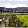 ■サクラサク■福島市花見山