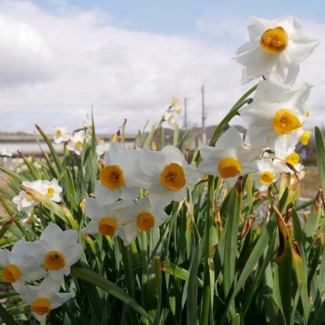 水仙の咲く土手の散歩、最近撮った写真#ameba写真部