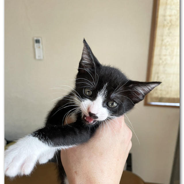 ぼくの名前は「はち」です 〜仔猫3にゃんず〜