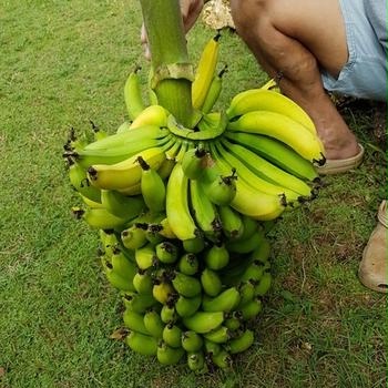 一度に収穫するバナナの量（巨大）