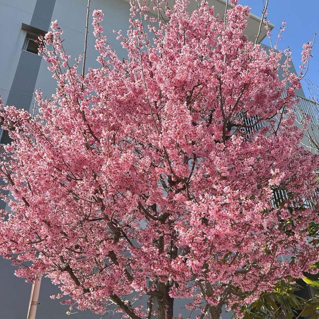 春のお出かけは楽しさ増し増し！ 【日課の植物エクソソーム飲料】