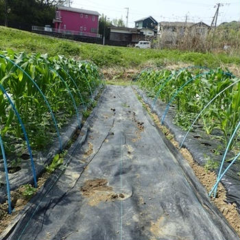 春キャベツ収穫＆耕運機畝立てマルチ☆葉山農園（４月下旬）