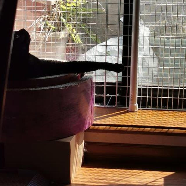 黒猫の七不思議