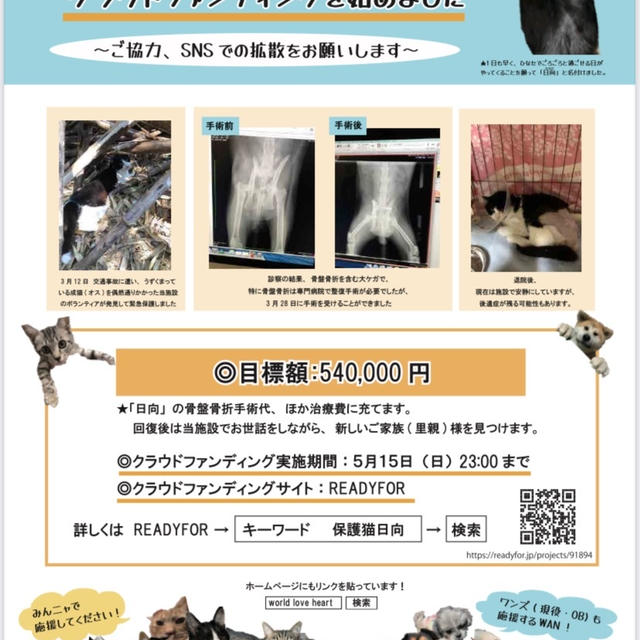 ＊【拡散希望】保護猫『日向くん』治療代支援のお願い＊
