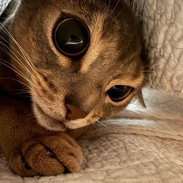 遊びたい坊、アジトに潜む