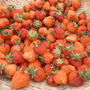 イチゴ栽培☆苺の自家製天然酵母作り方と応用レシピ 