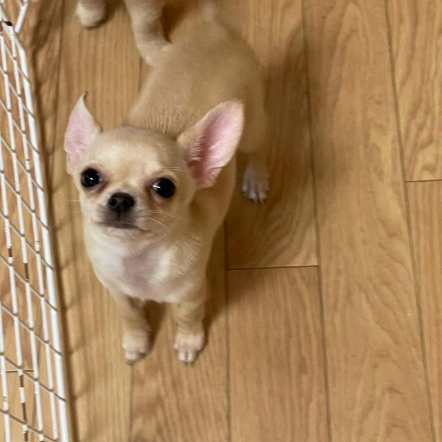 初めましてナナコです。