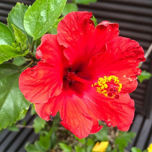 【Instagram】4年目？になる赤い方も咲いたけど全体的に元気がない根詰まりかもしれない#ハイビスカス#赤#初咲き#ちょっと元気がない
