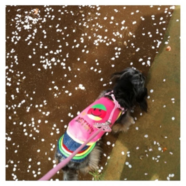 花吹雪