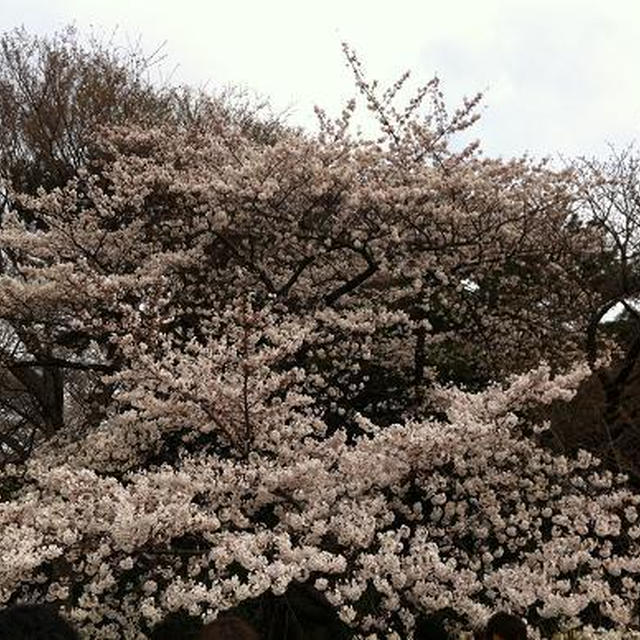 お花見2012＠新宿御苑