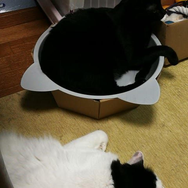 最近距離が縮まっている