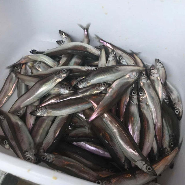 シシャモは誰がいちばん食べているの⁉️