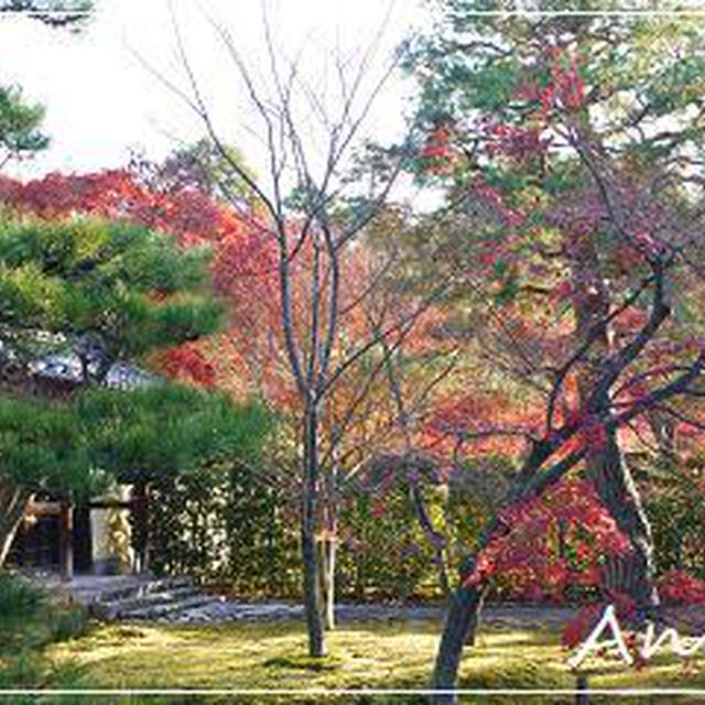☆2010 晩秋の京都①：等持院☆