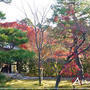 ☆2010 晩秋の京都①：等持院☆