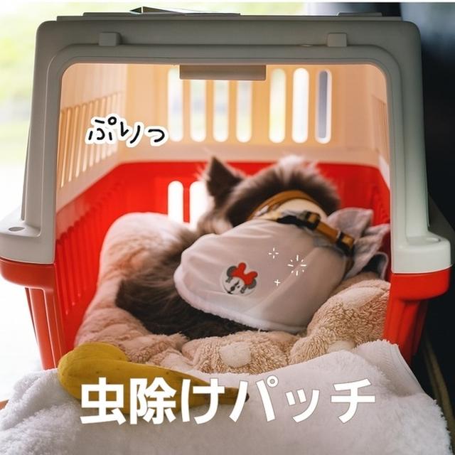 虫除けもかわいく♪ミニーちゃんパッチでキャンプ対策