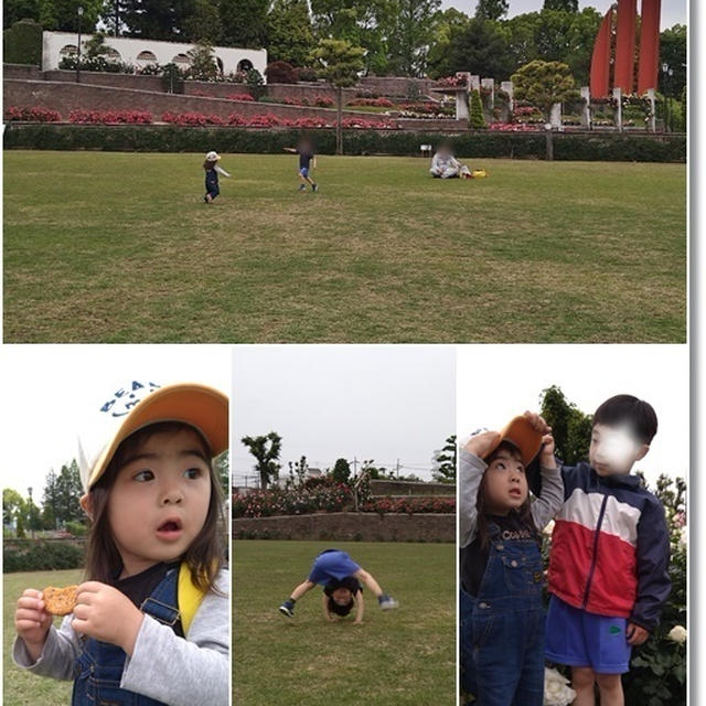 【バラ公園】伊丹の荒牧バラ公園の様子とダンナさんも王子も凄く頑張った土曜日