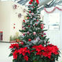 新潟県立植物園～クリスマス展②クリスマスツリー編～
