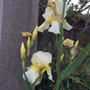 ジャーマンアイリス、君子蘭、石楠花。　