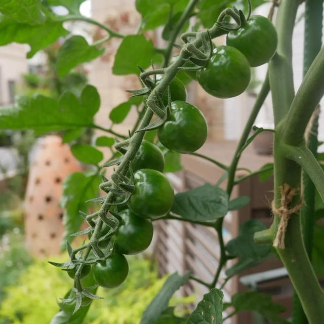 サントリー本気野菜ガンバ、実ができてきました