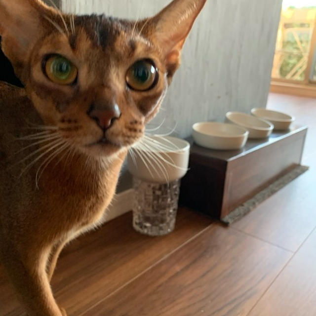 網戸の開けられ防止と、猫の水入れのこと