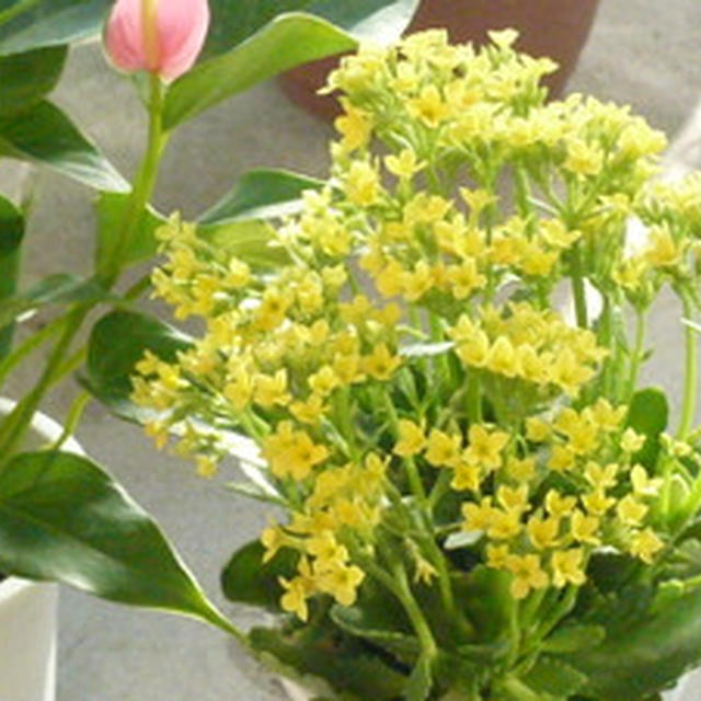 このお花なんだろう？？？