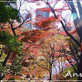 ☆小石川後楽園の紅葉＆冬桜☆
