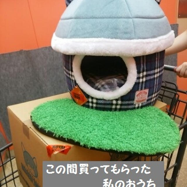 【小梅・さくら通信】私のおうち、とられましたニャ！