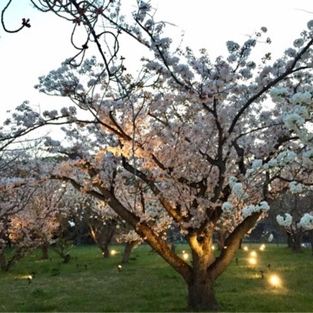 京都 二条城 桜祭りのライトアップ♪