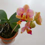 ミニ胡蝶蘭の花2025#最近撮った写真は