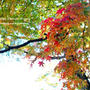 紅葉。精密検査とご報告。