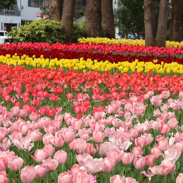 チューリップ♡横浜公園