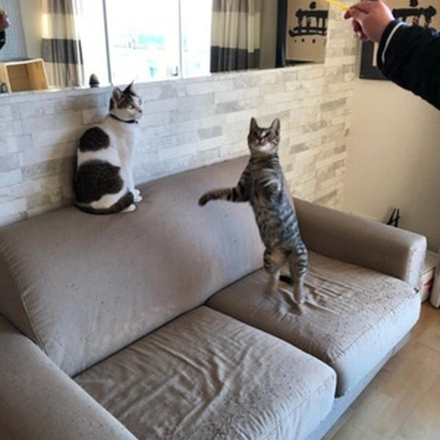 猫釣りー