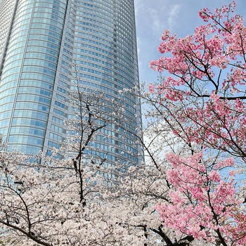 お花見ランチ @ 毛利 Salvatore Cuomo